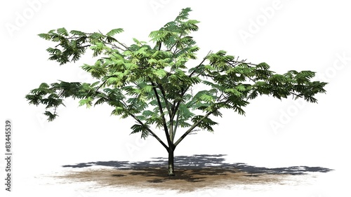 Fototapeta Naklejka Na Ścianę i Meble -  Mimosa tree - isolated on white background