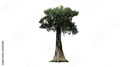 Kapok tree - isolated on white background photo