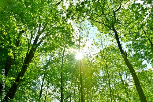 Wald mit Sonnenlicht