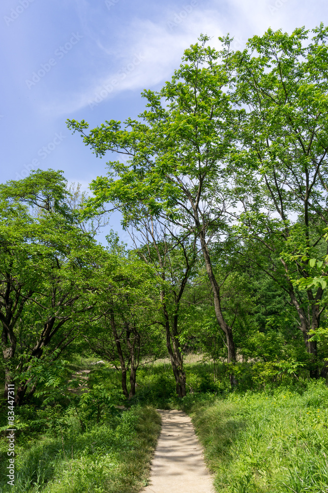 Fototapeta premium Lush forest with a hiking trail