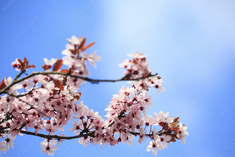 Beautiful spring flowers on a background of blue sky