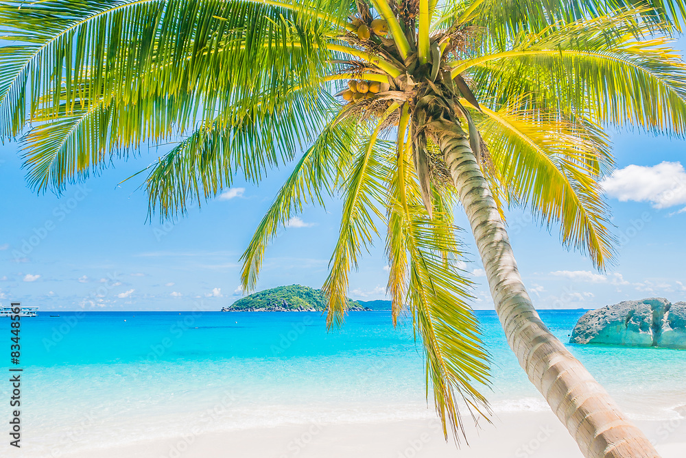 Beautiful coconut palm tree Beautiful coconut palm tree