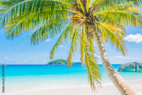 Beautiful coconut palm tree © siraphol