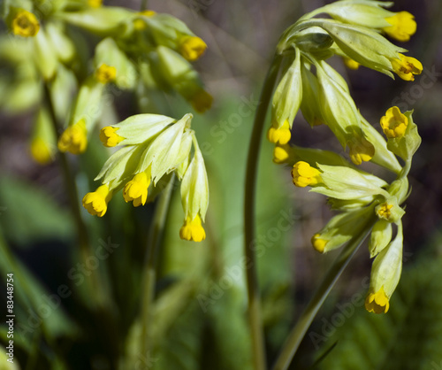 Medicinal plant - spring primroses or primulas spring