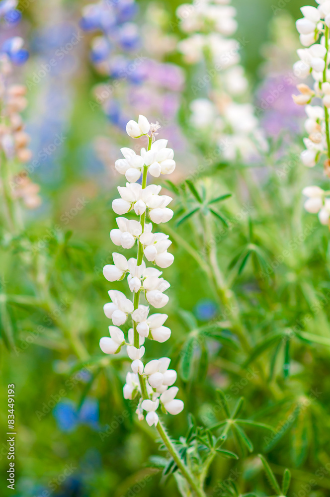 white lupine flower