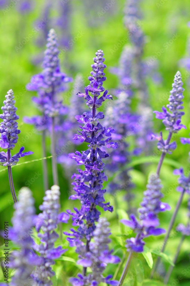 blue salvia flowers in the field in sunny day blue salvia flowers in the field in sunny day