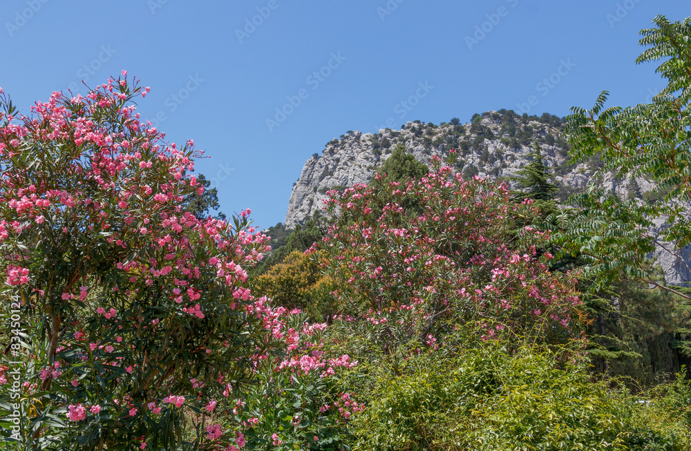 Flowering oleander in the Crimea on the South Coast Flowering oleander in the Crimea on the South Coast