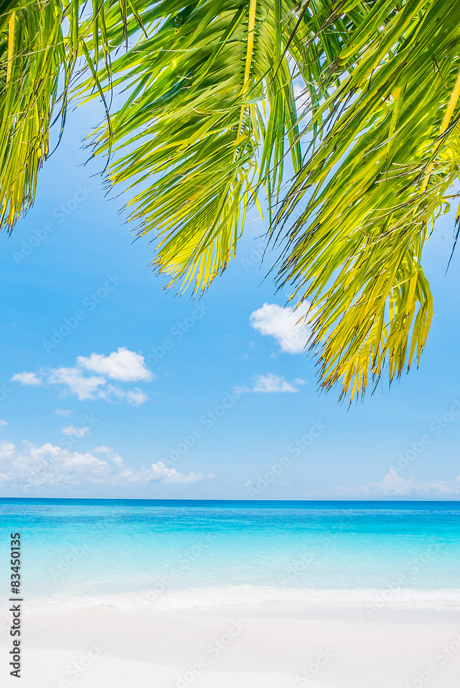 Fototapeta premium Coconut palm tree leaf