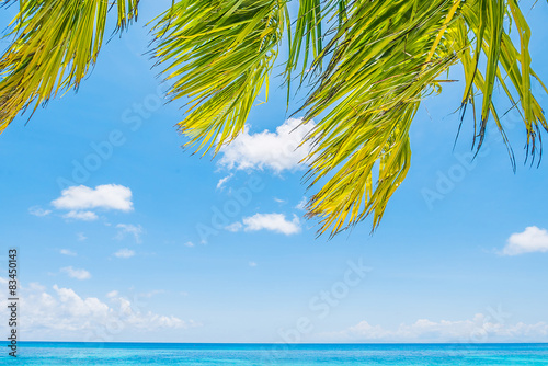 Fototapeta Naklejka Na Ścianę i Meble -  Coconut palm tree leaf