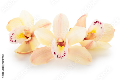 Fototapeta Naklejka Na Ścianę i Meble -  Orchids.