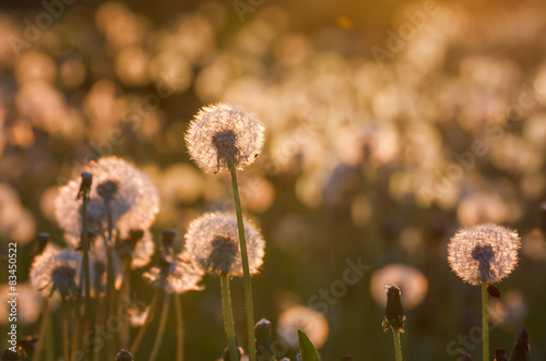 Field with fluffy dandelion in the evening sun backlit