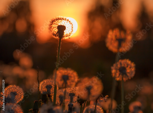 Field with fluffy blooming dandelions at sunset