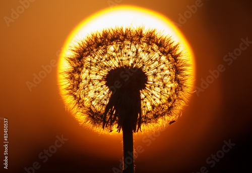 Fluffy dandelion  on blur background of the sunset photo
