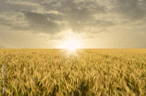 Golden Wheat Field © mrhighsky
