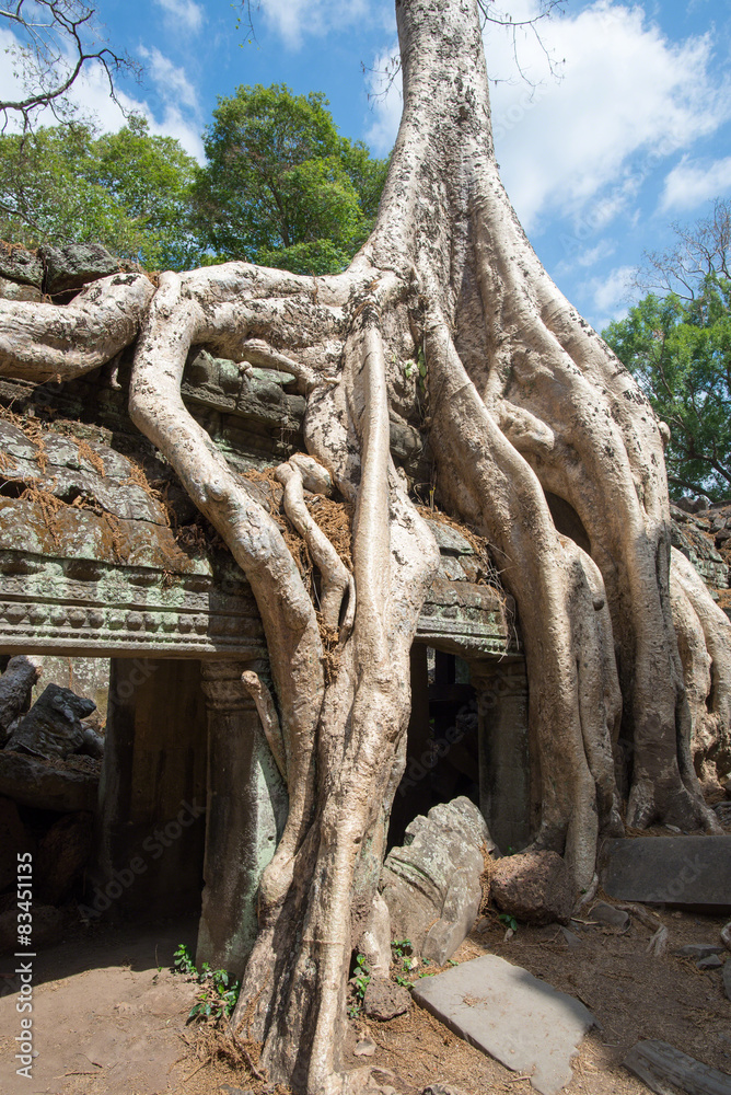 Ta Prohm Temple, Siem Reap, Cambodia