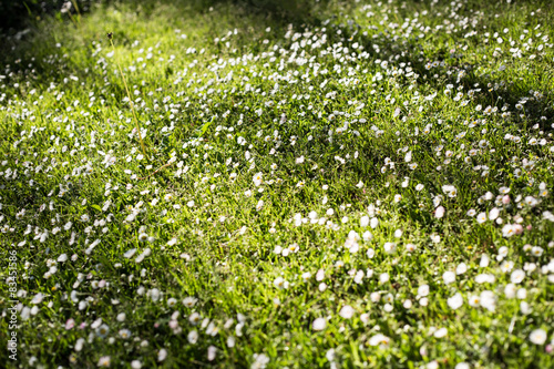 Spring meadow with small flowers