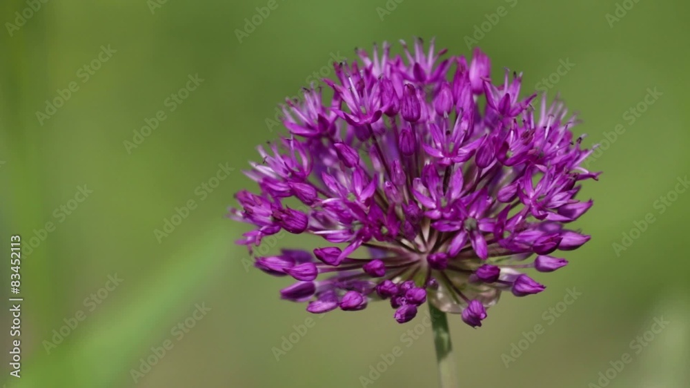 Lila Kugelblüte bewegt sich sanft in einer sommerlichen Briese Lila Kugelblüte bewegt sich sanft in einer sommerlichen Briese