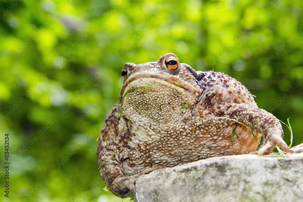 Naklejka premium Common toad (Bufo bufo)
