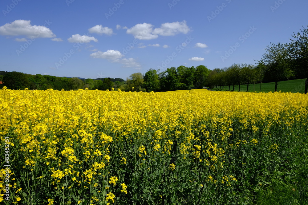 canola fields 1