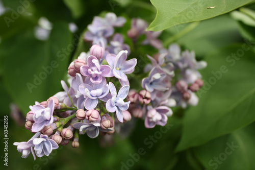 flowering lilacs
