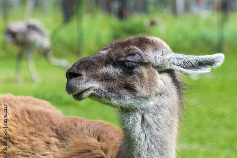 Obraz premium Guanaco (Lama guanicoe)