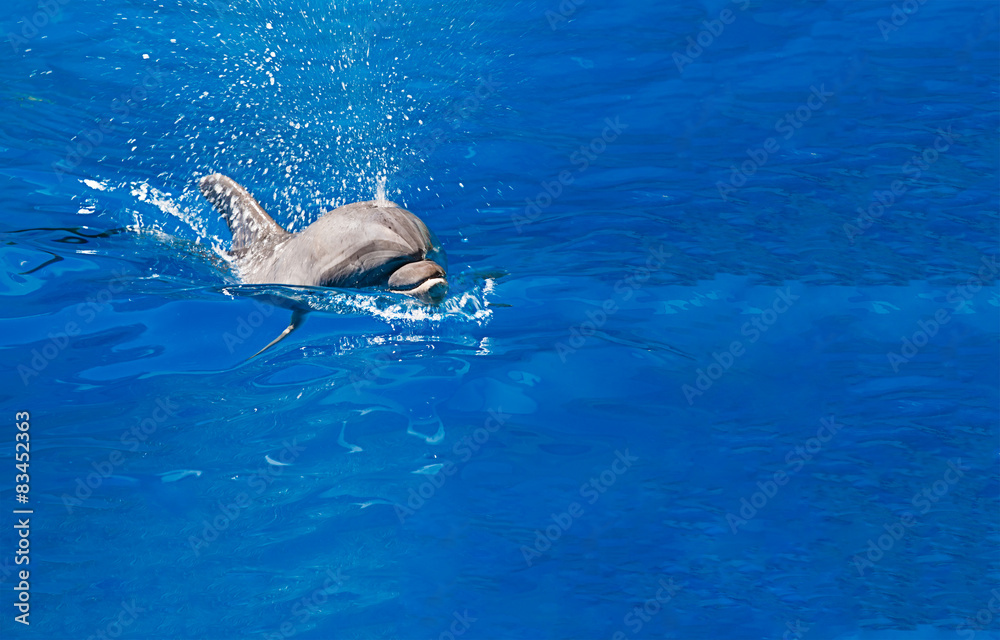 Dolphin in the water park