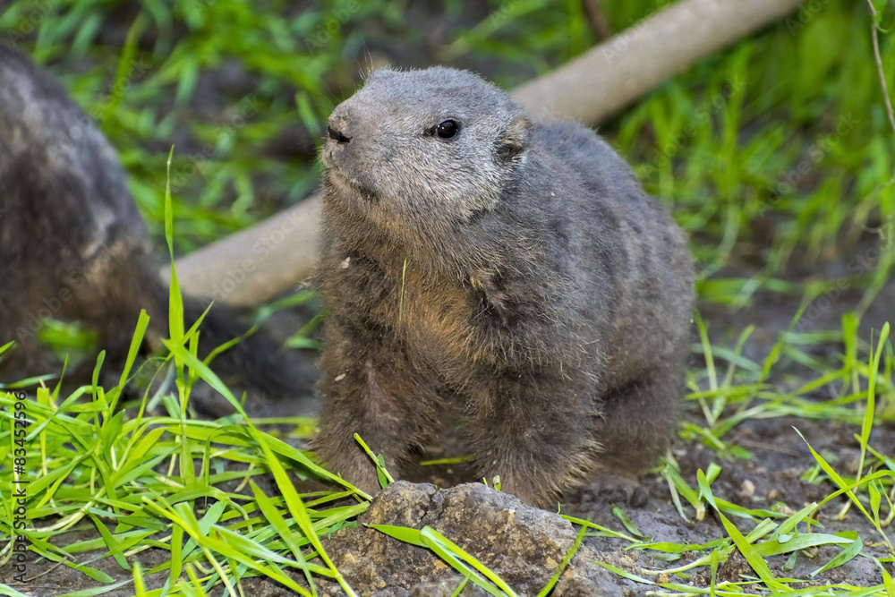 Naklejka premium Alpine marmot (Marmota marmota)