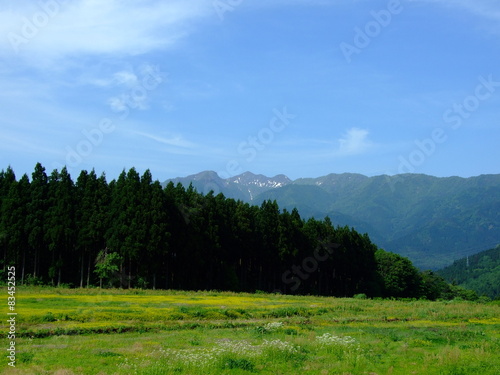 白山連峰と休耕田の花畑