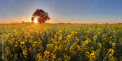Rape field with tree at sunset