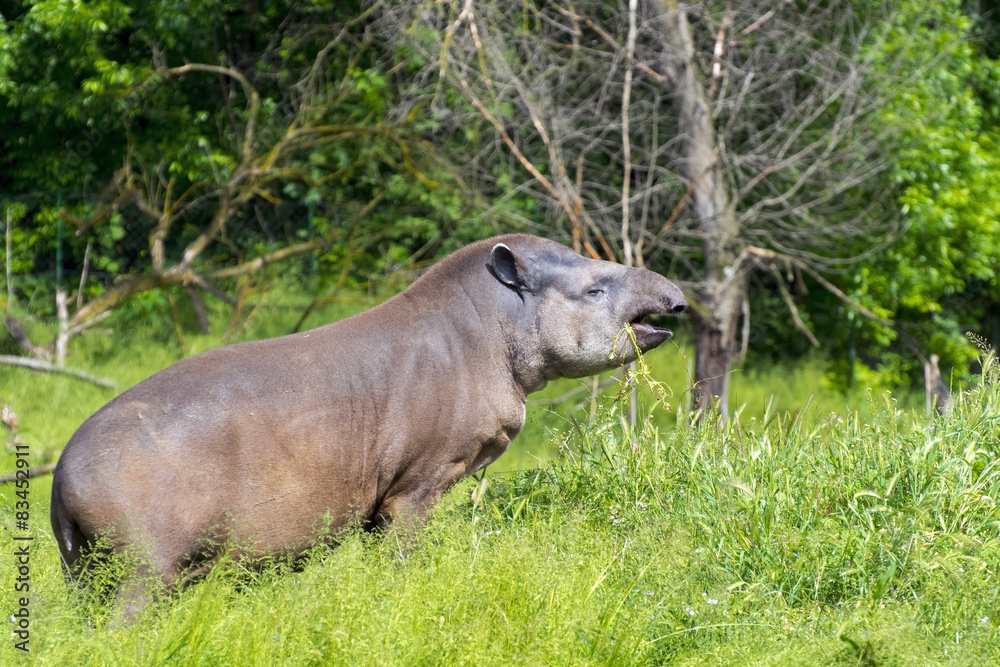 Lowland tapir (Tapirus terrestris) Lowland tapir (Tapirus terrestris)