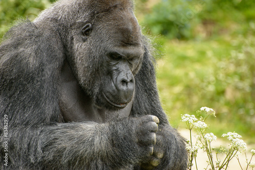 Gorilla © lordbphotos