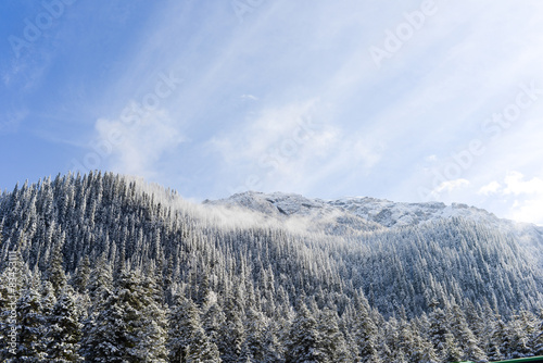 Winter Forest with blue sky on the China © dcylai