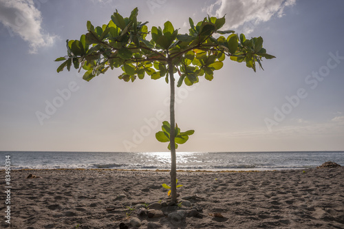 Einsamer Baum am Strand von Dominica
