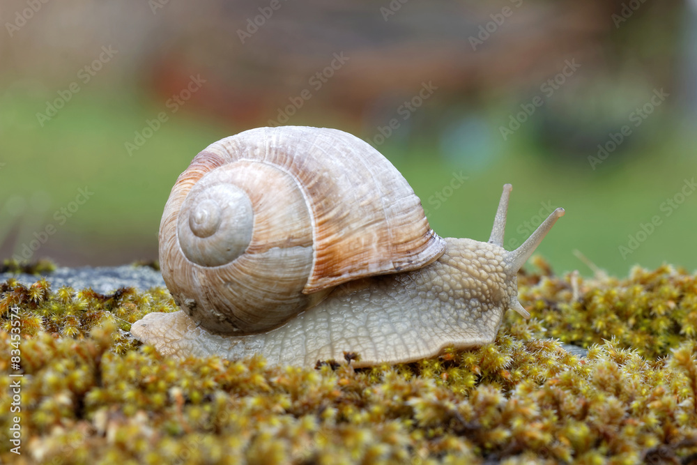 Snail on green moss Snail on green moss