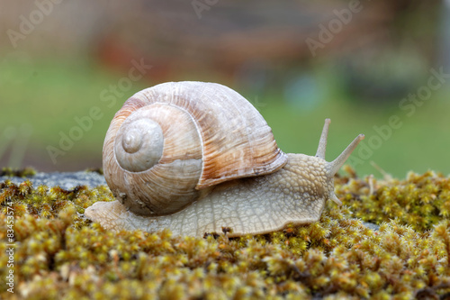 Snail on green moss © hans_chr