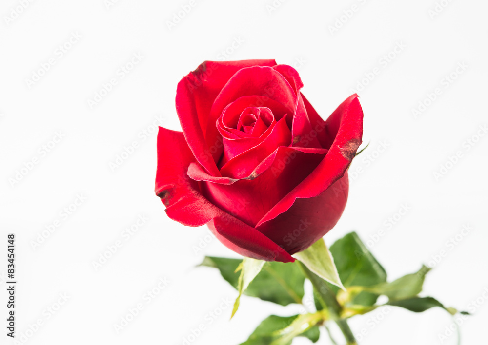 beautiful red rose isolated on white background beautiful red rose isolated on white background