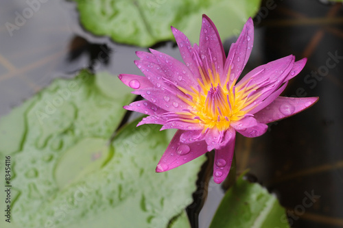 the lotus is violet