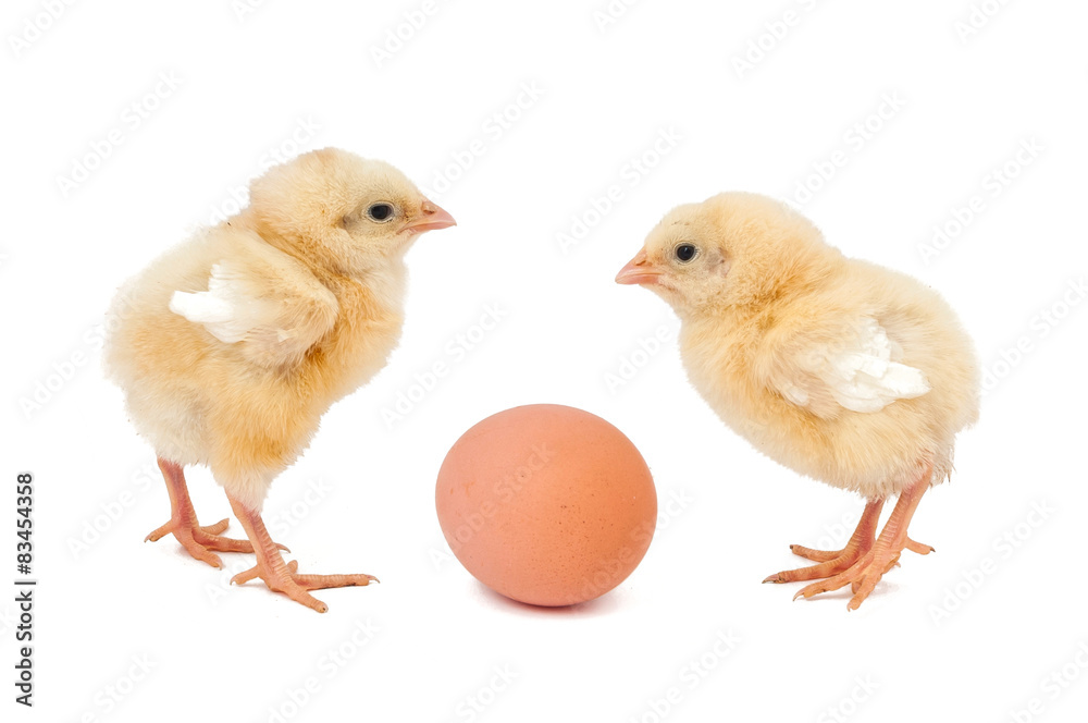Two chicken and egg