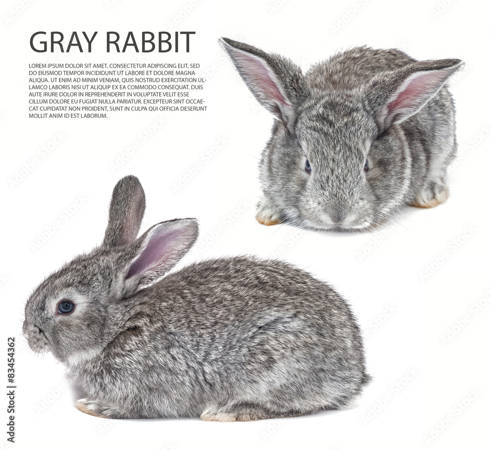 Obraz premium mix Grey bunny isolated