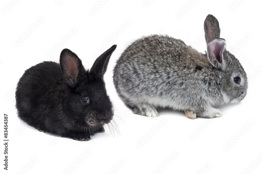 Two bunny isolated Two bunny isolated