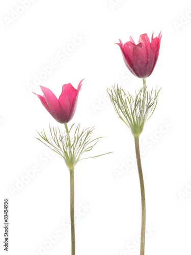 Flowers pulsatilla vulgaris