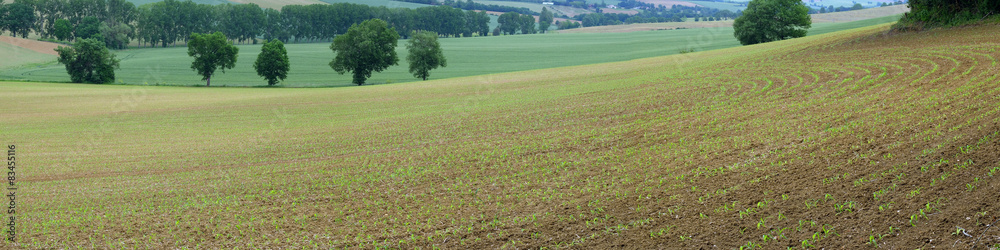 Obraz premium champ de maîs en herbe