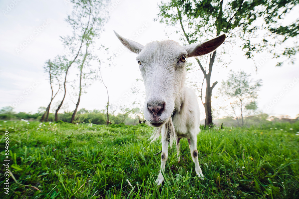 Obraz premium Goat looking into the camera