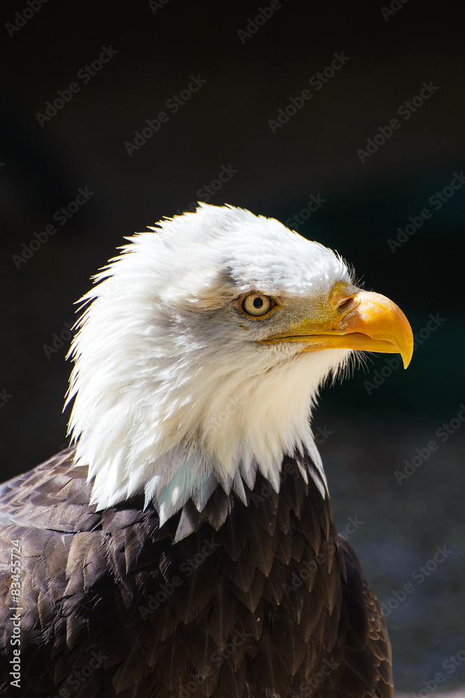 Fototapeta premium Bald Headed Eagle