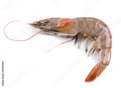 Raw tiger shrimp © indigolotos