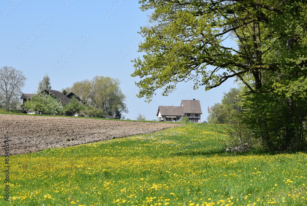 Obraz premium campagne zurichoise