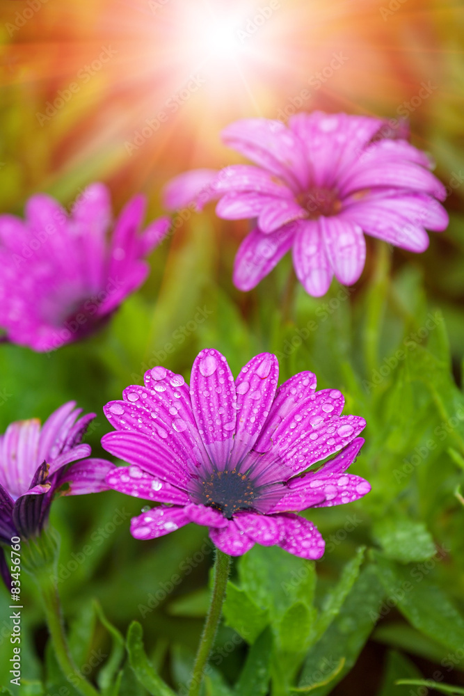 wet sunny daisy flower