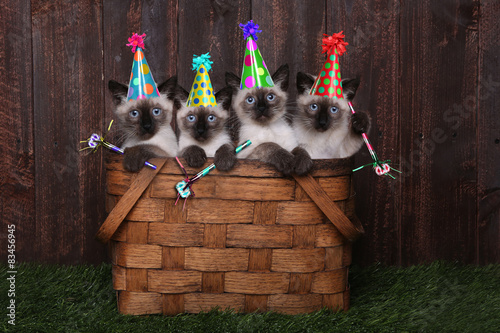Fototapeta Naklejka Na Ścianę i Meble -  Siamese Kittens Celebrating a Birthday With Hats