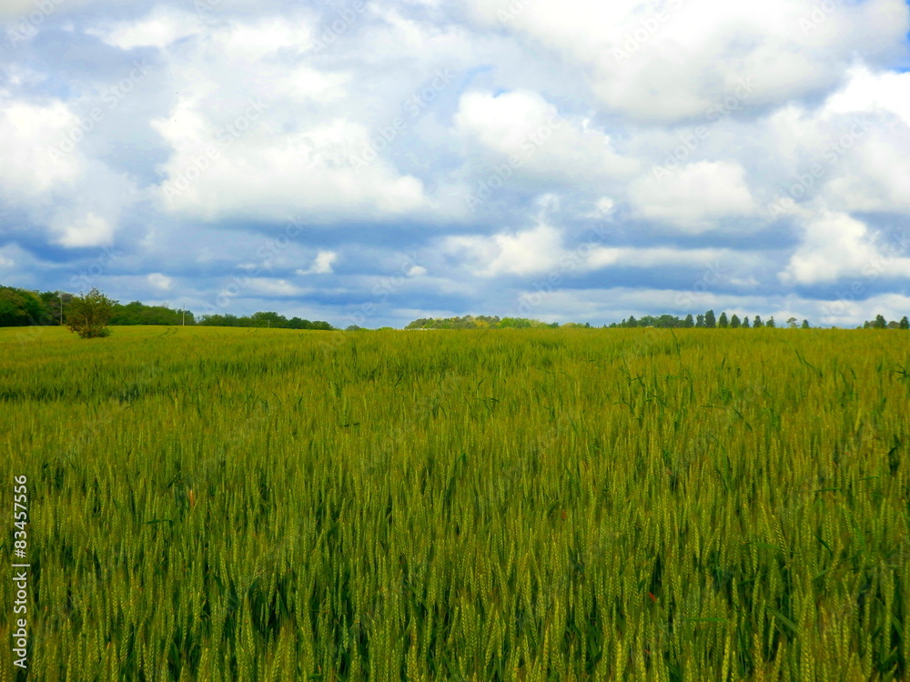 Field of young green wheat prior to ripening