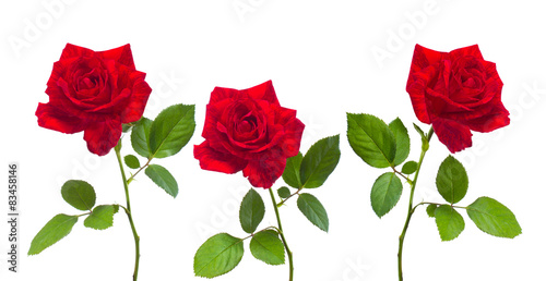 Three beautiful red roses for design or greetingcards photo